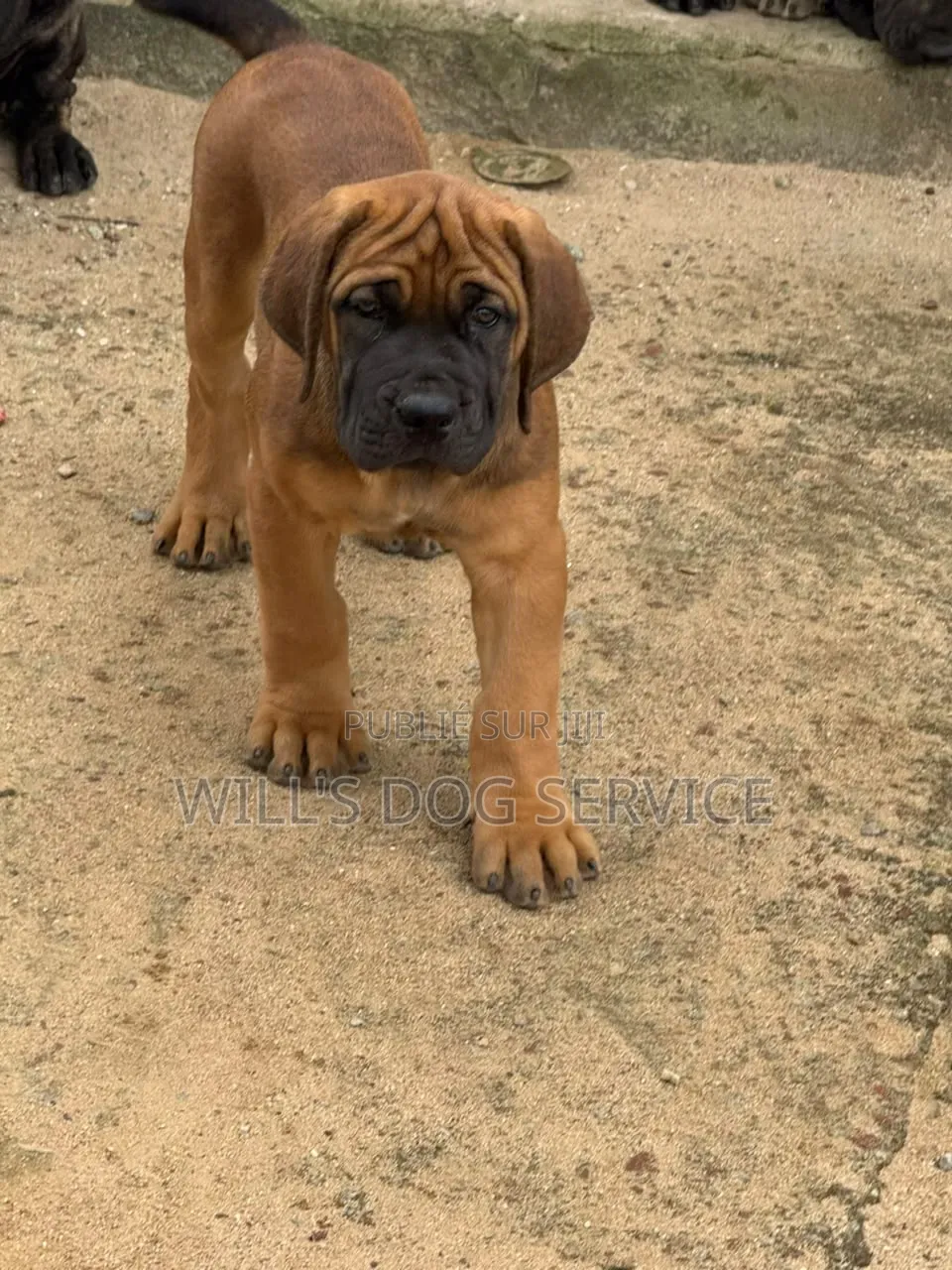 1-3 mois Homme Pure race Boerboel