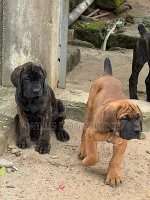 1-3 mois Homme Pure race Boerboel