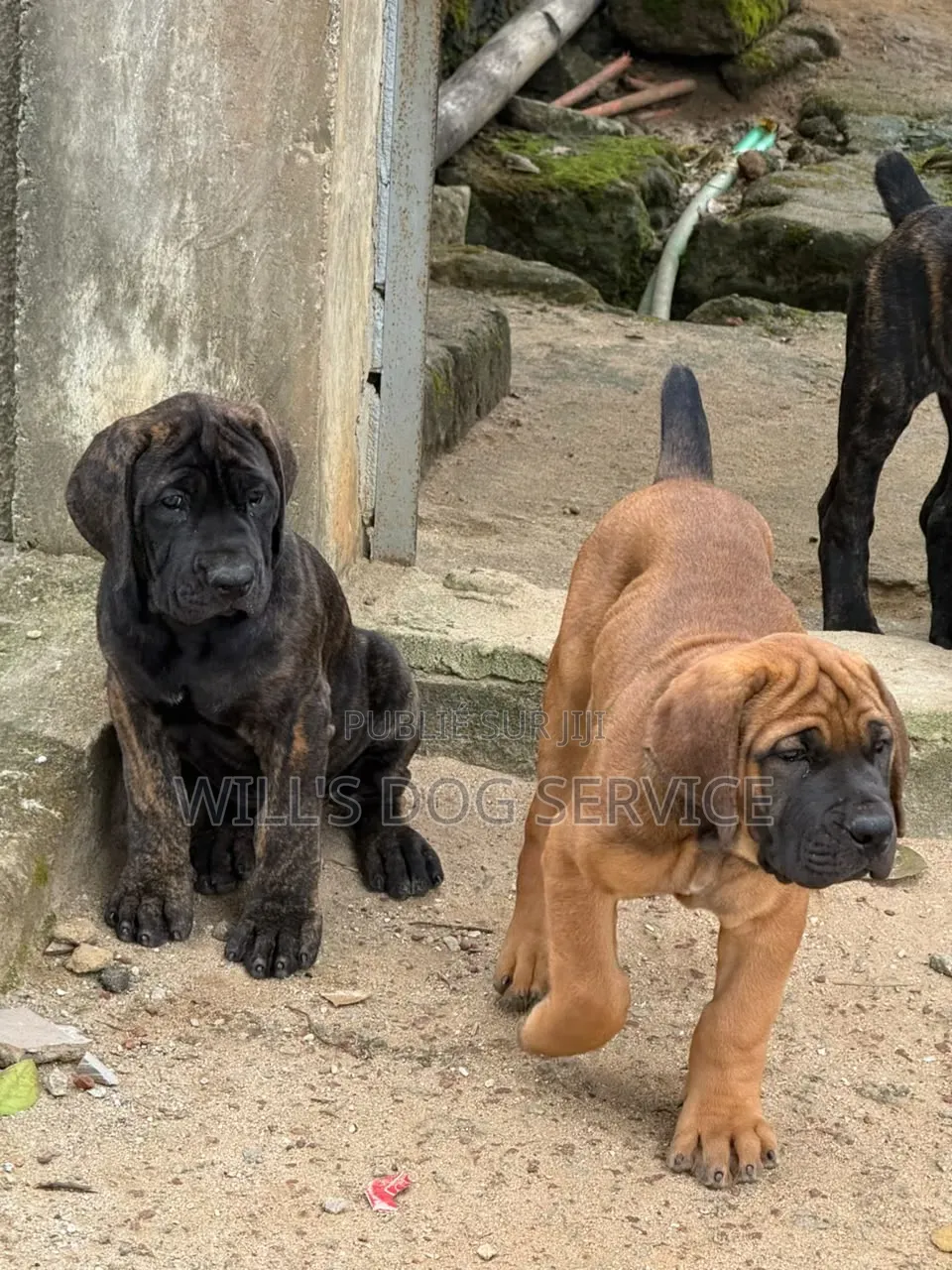 1-3 mois Homme Pure race Boerboel