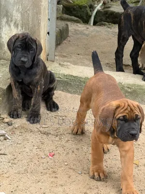 1-3 mois Homme Pure race Boerboel