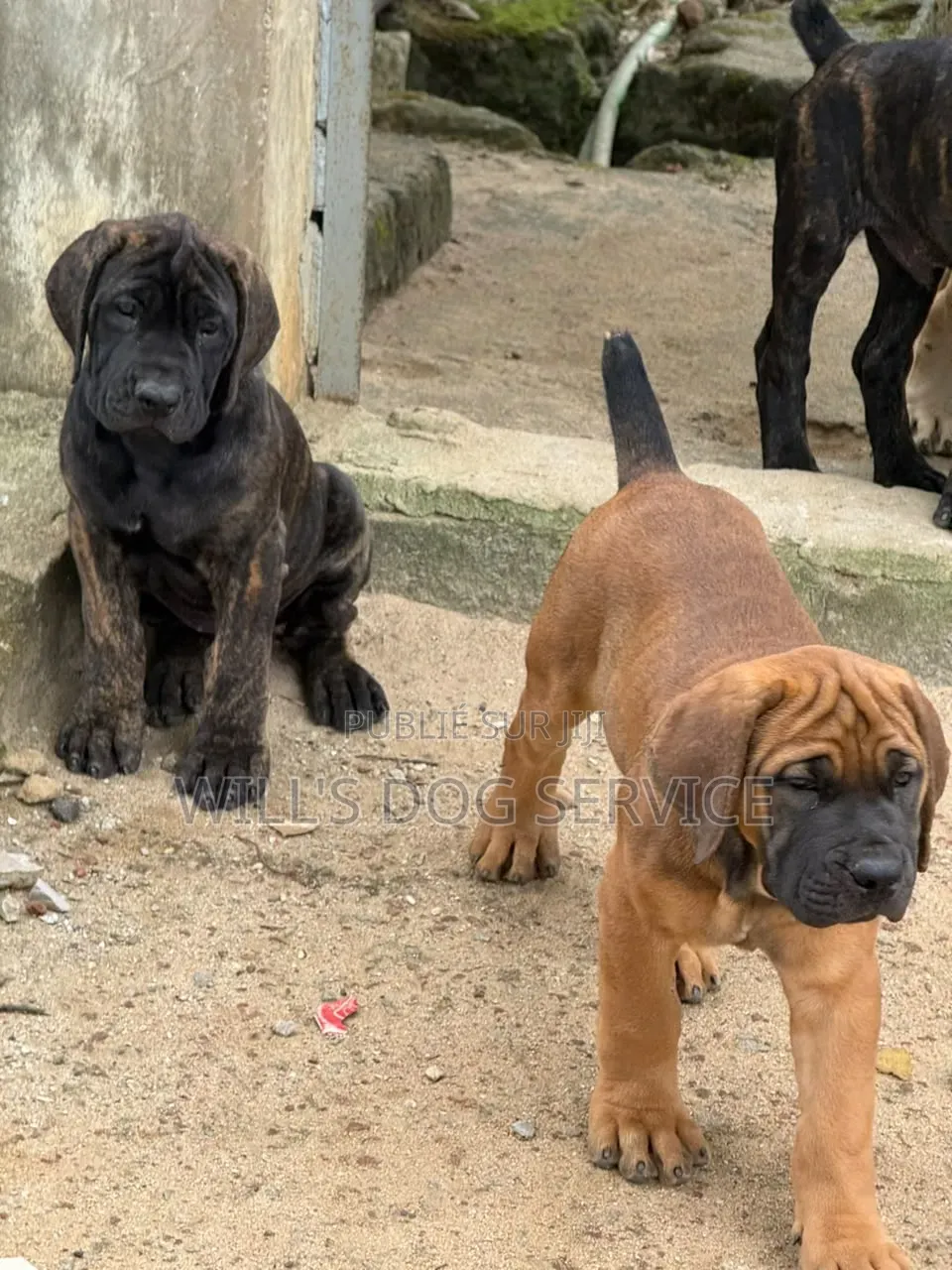 1-3 mois Homme Pure race Boerboel