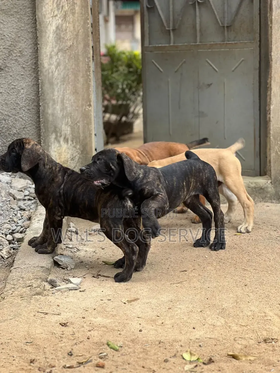 1-3 mois Homme Pure race Boerboel