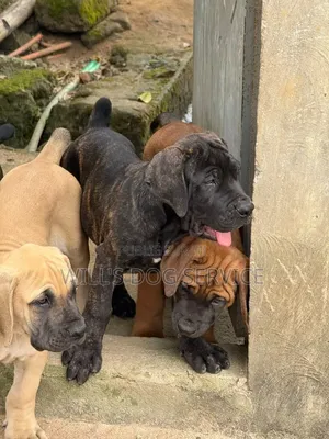 1-3 mois Homme Pure race Boerboel