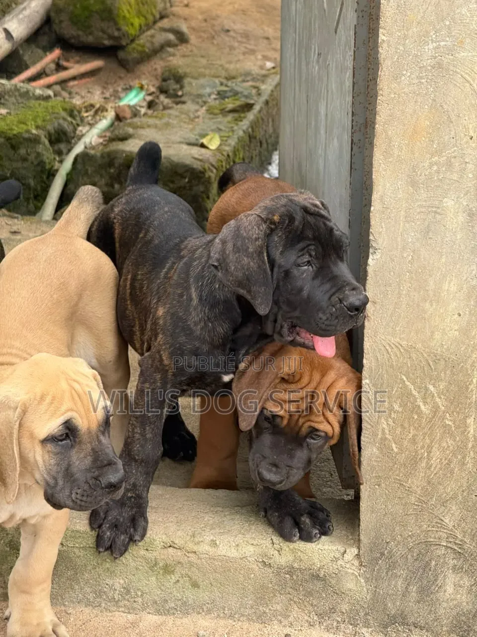 1-3 mois Homme Pure race Boerboel
