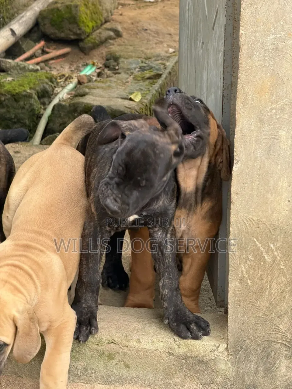1-3 mois Homme Pure race Boerboel