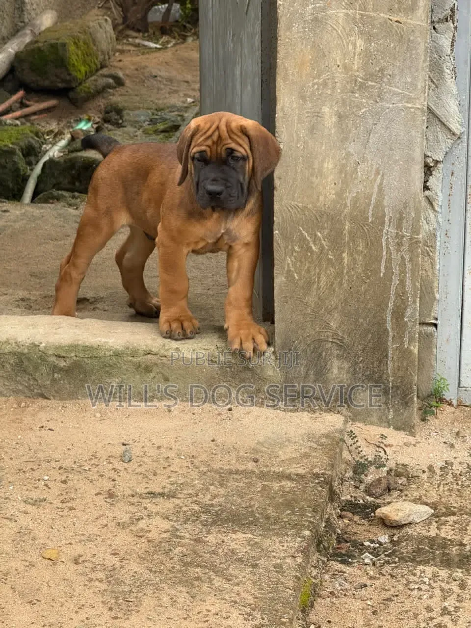 1-3 mois Homme Pure race Boerboel