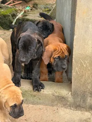 1-3 mois Homme Pure race Boerboel