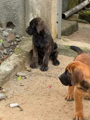 1-3 mois Homme Pure race Boerboel