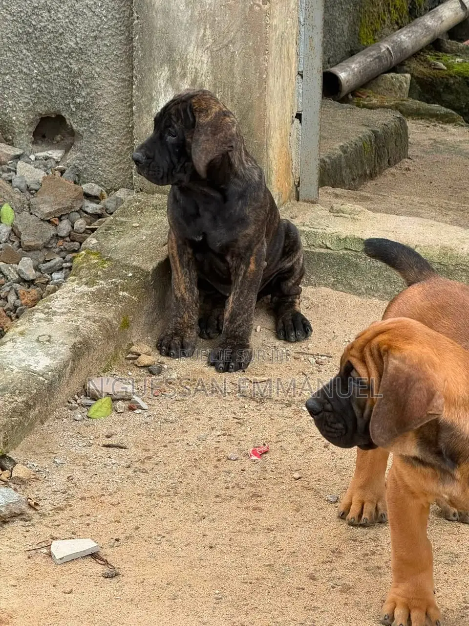 1-3 mois Homme Pure race Boerboel