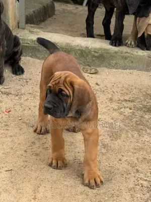 1-3 mois Homme Pure race Boerboel