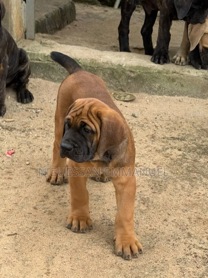 1-3 mois Homme Pure race Boerboel