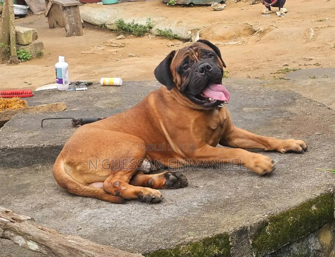 6 à 12 mois Homme Pure race Bullmastiff