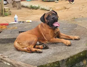 6 à 12 mois Homme Pure race Bullmastiff