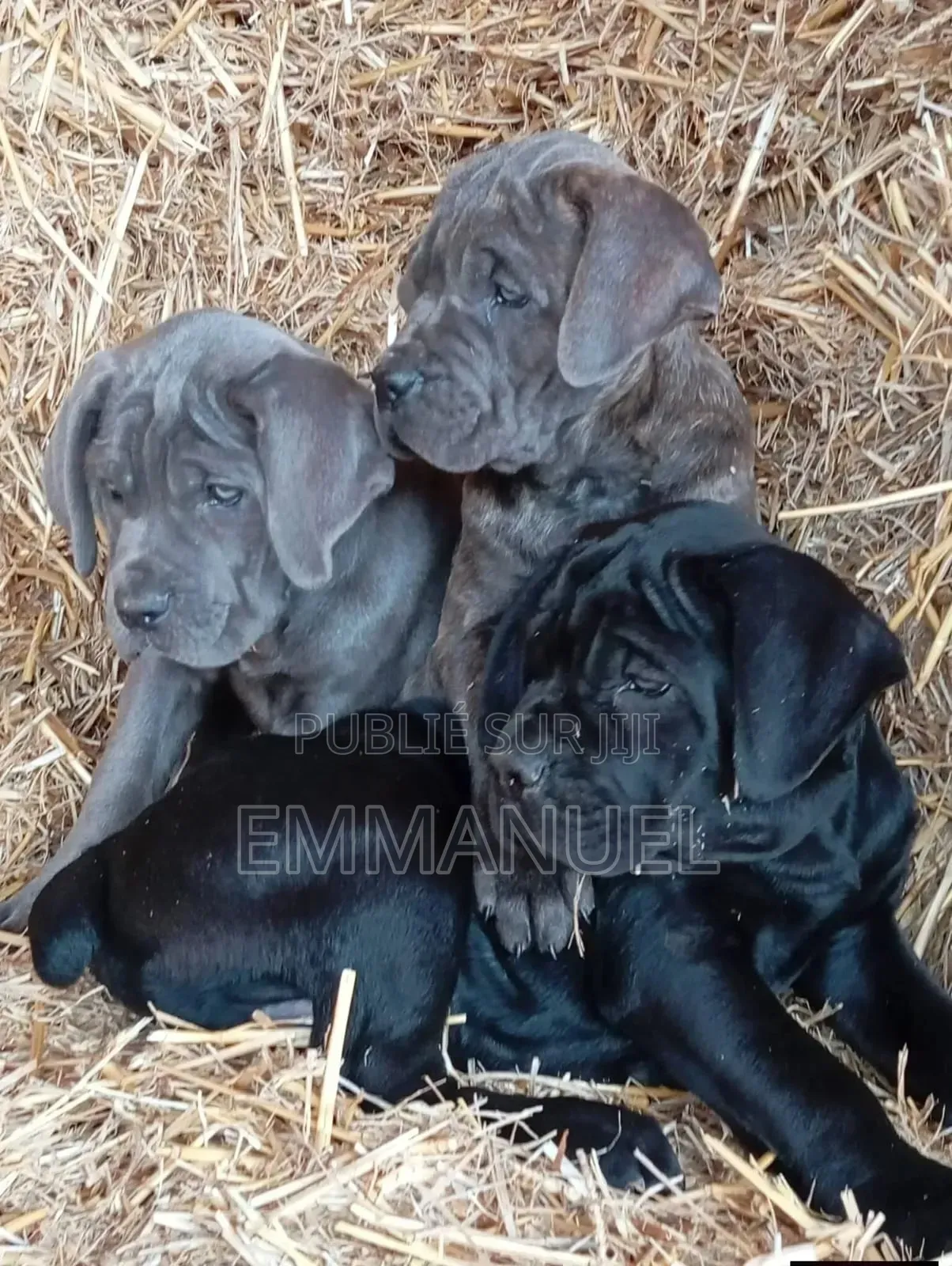 1-3 mois Homme Pure race Cane Corso