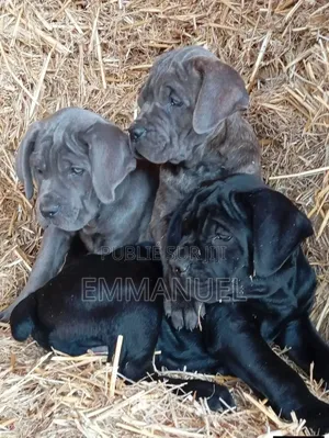 1-3 mois Homme Pure race Cane Corso