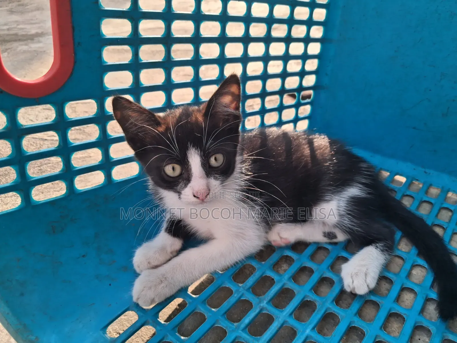 1-3 mois Femme Race mixte Mongrel (No Breed)