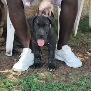 1-3 mois Homme Pure race Boerboel