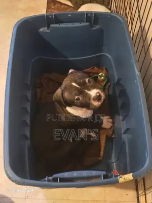 1-3 mois Homme Pure race American Pit Bull Terrier