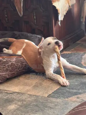 1-3 mois Femme Pure race American Pit Bull Terrier