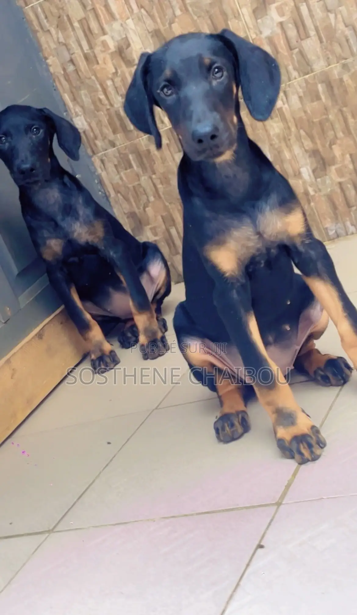 1-3 mois Femme Pure race Doberman Pinscher