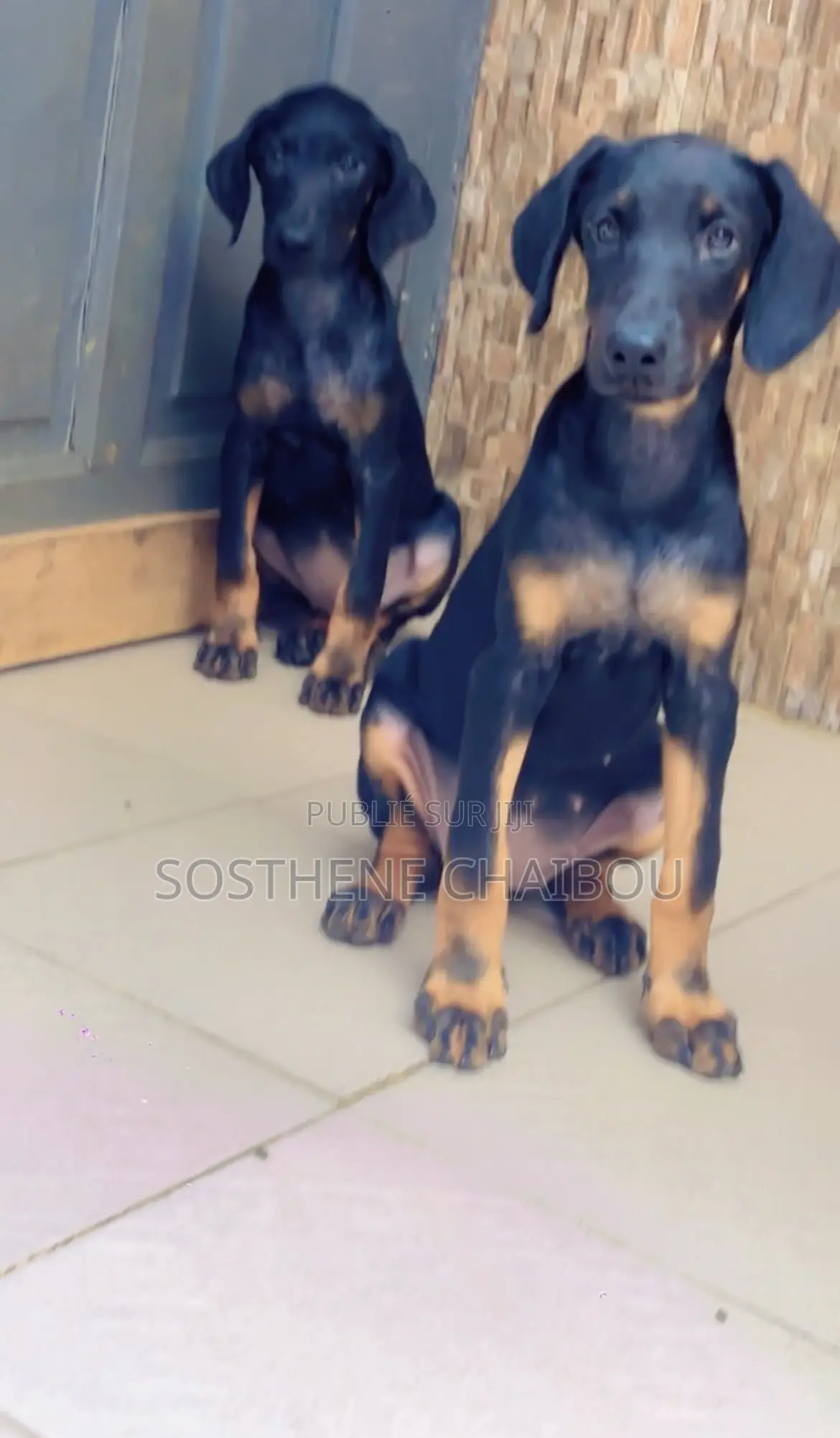 1-3 mois Femme Pure race Doberman Pinscher