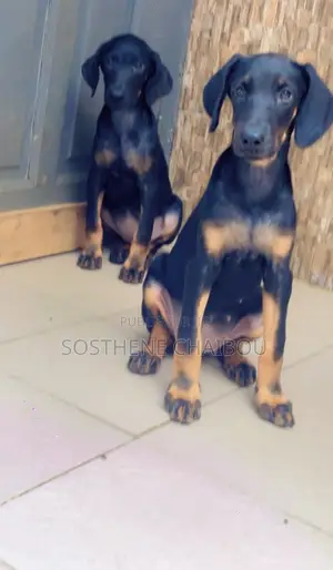 1-3 mois Femme Pure race Doberman Pinscher