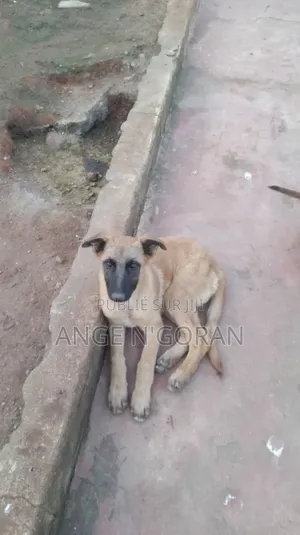 1-3 mois Homme Pure race Belgian Malinois