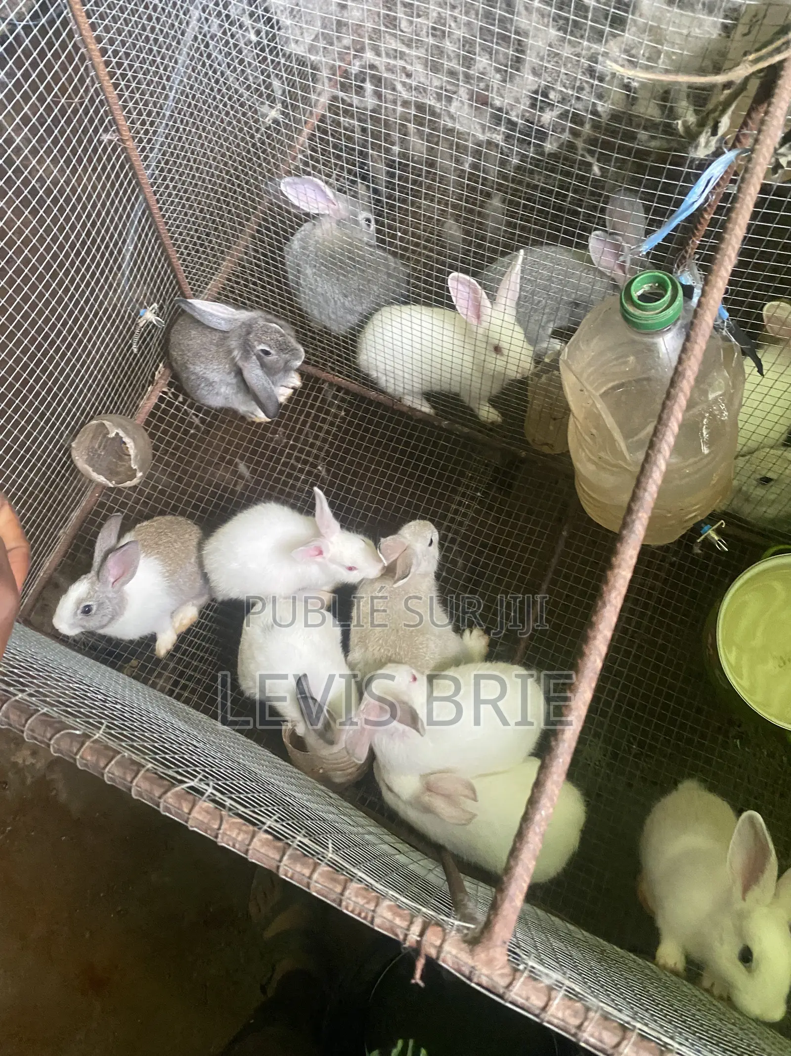 Laperaux a Vendre