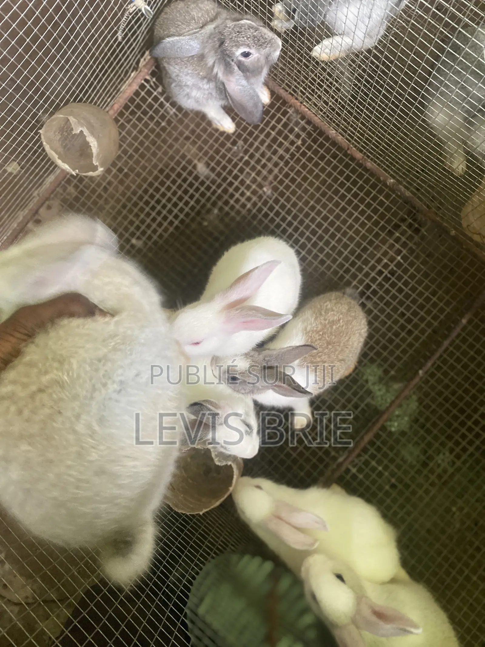 Laperaux a Vendre