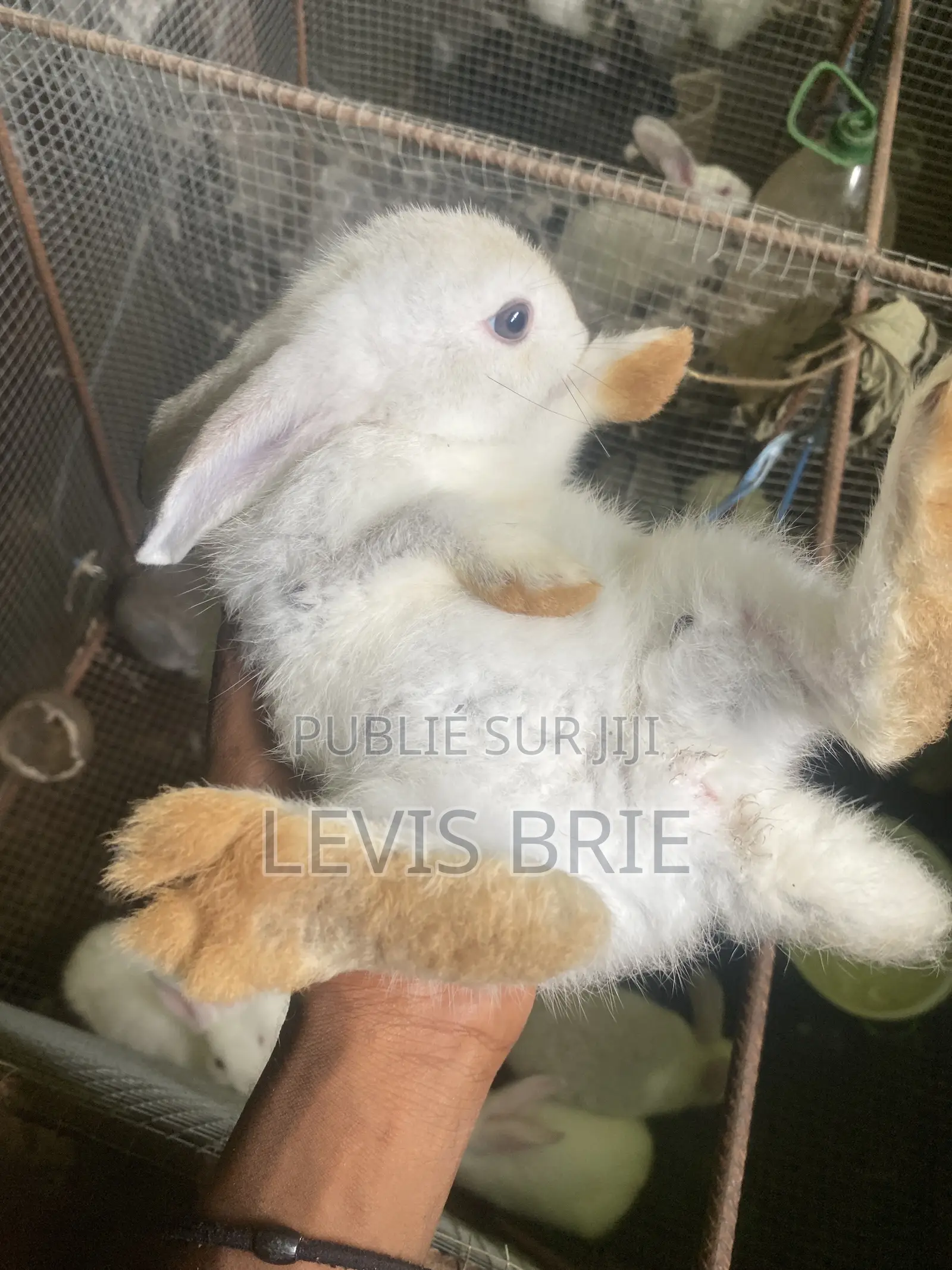 Laperaux a Vendre