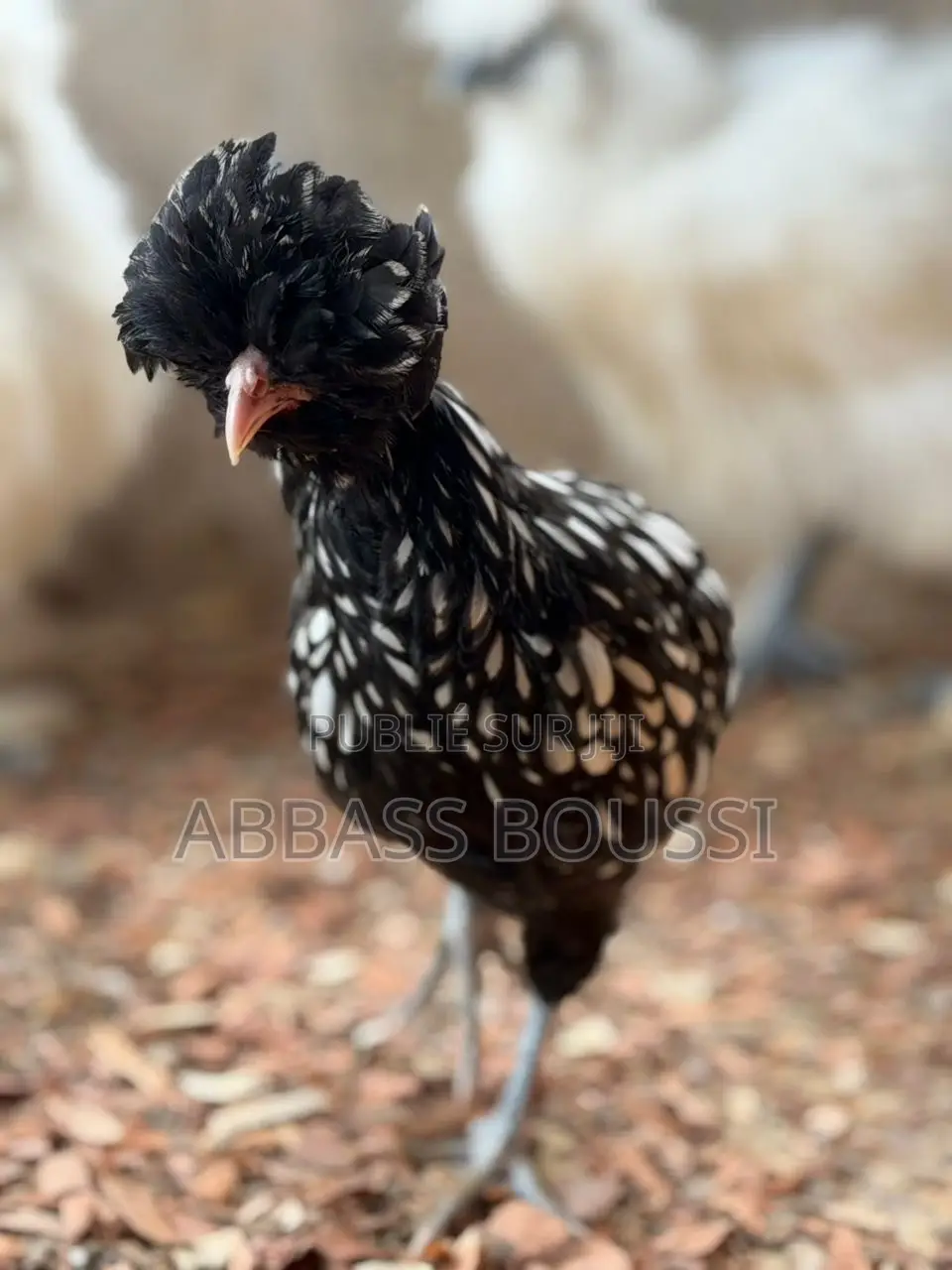 Oiseaux Et Poulet Et Pigeon