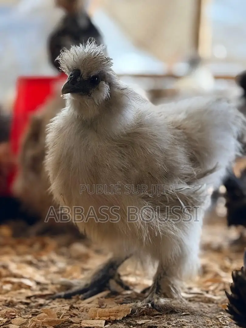 Oiseaux Et Poulet Et Pigeon