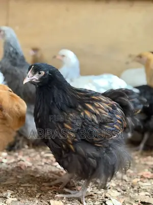 Oiseaux Et Poulet Et Pigeon