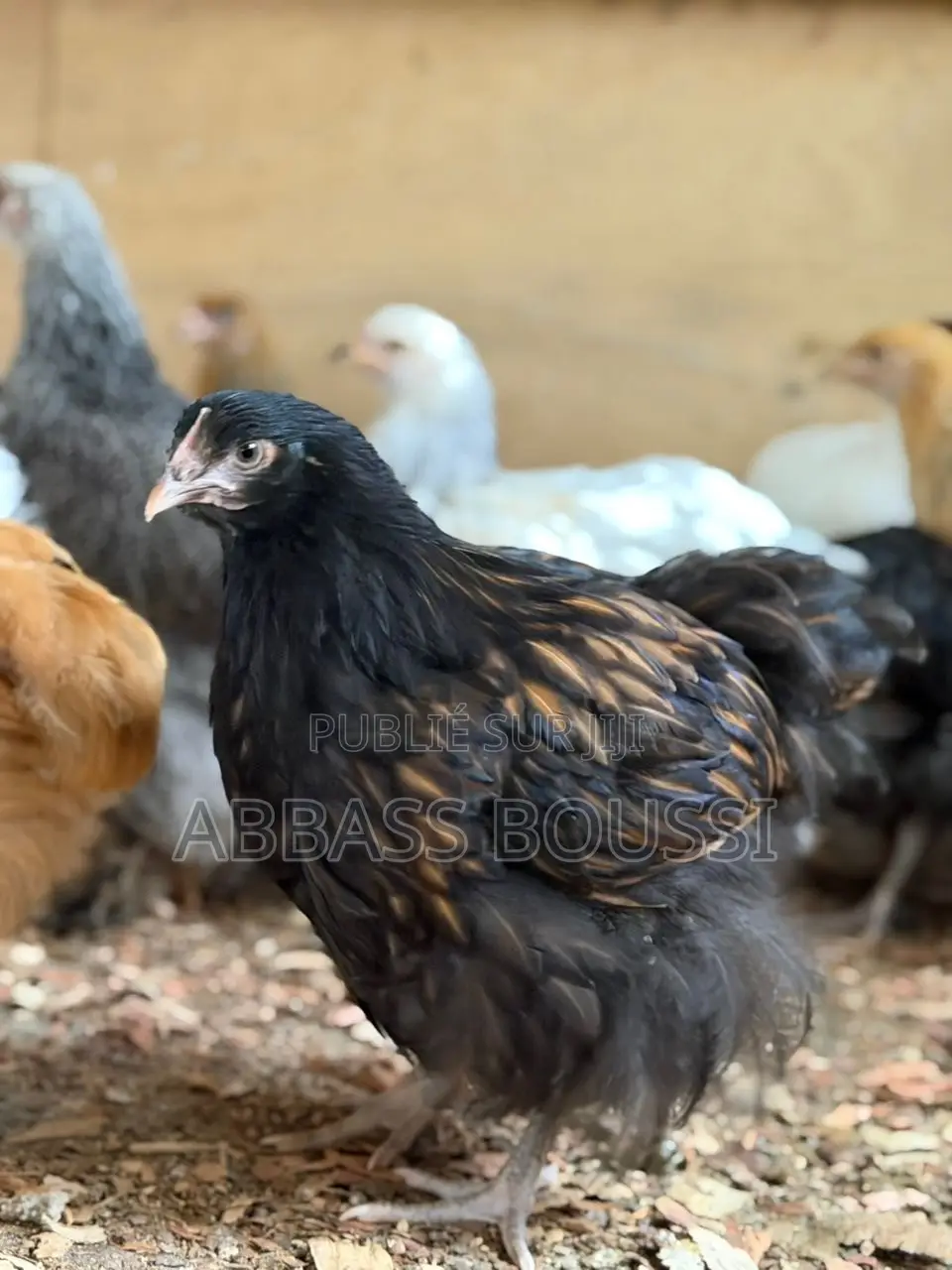 Oiseaux Et Poulet Et Pigeon