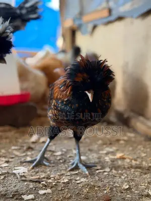 Oiseaux Et Poulet Et Pigeon