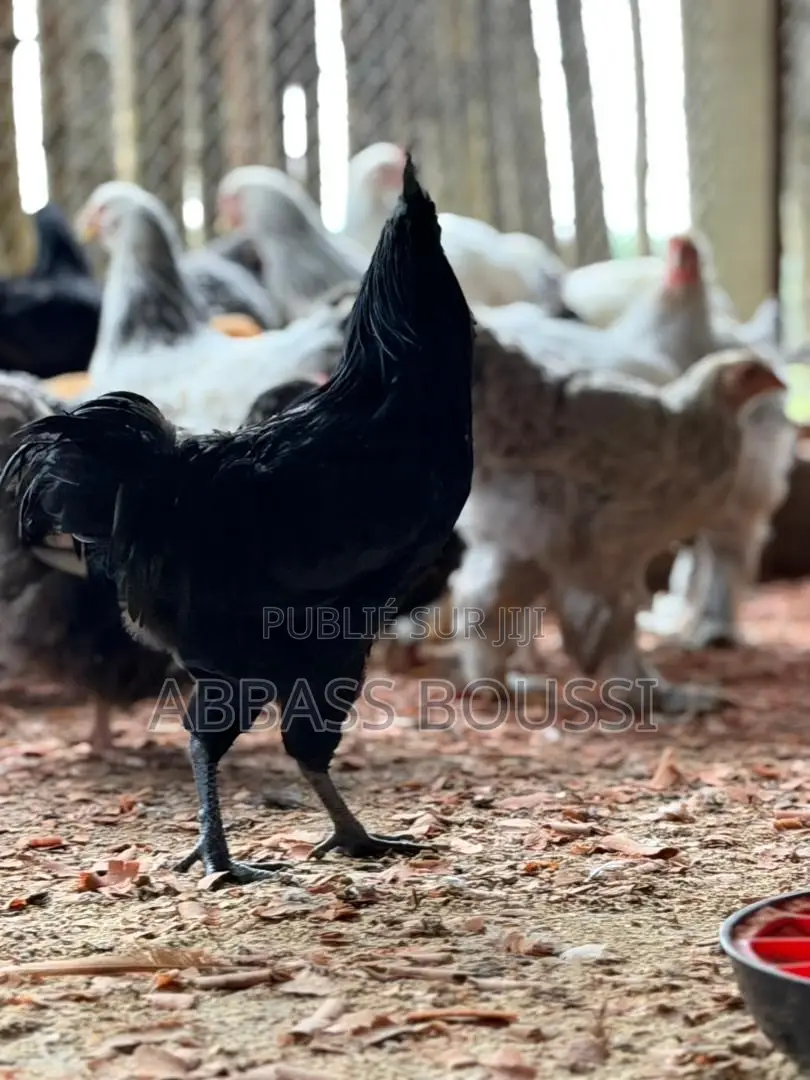 Oiseaux Et Poulet Et Pigeon