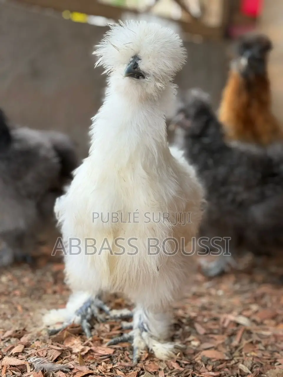 Oiseaux Et Poulet Et Pigeon