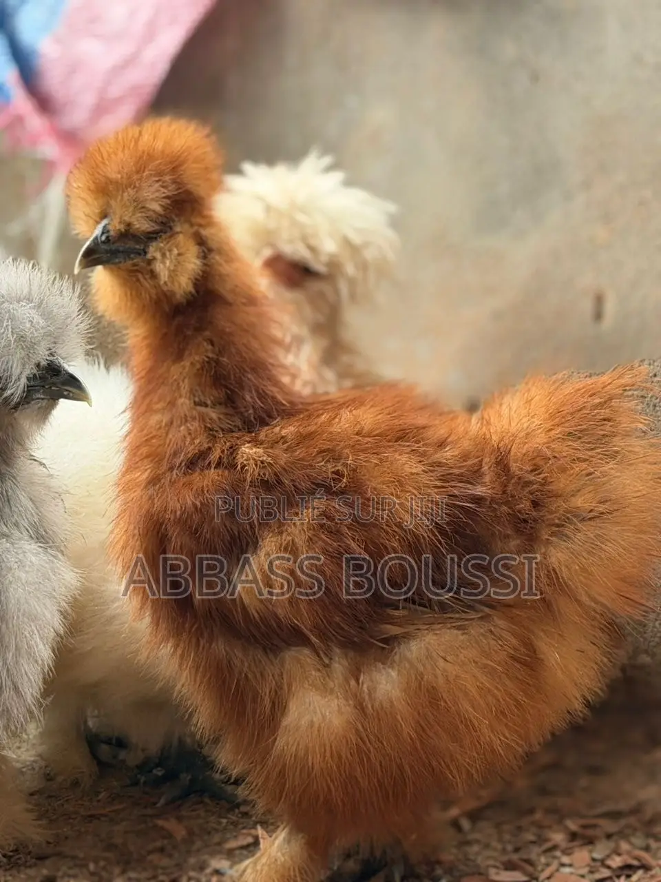 Oiseaux Et Poulet Et Pigeon