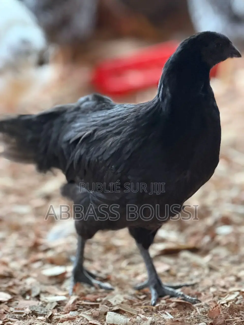Oiseaux Et Poulet Et Pigeon