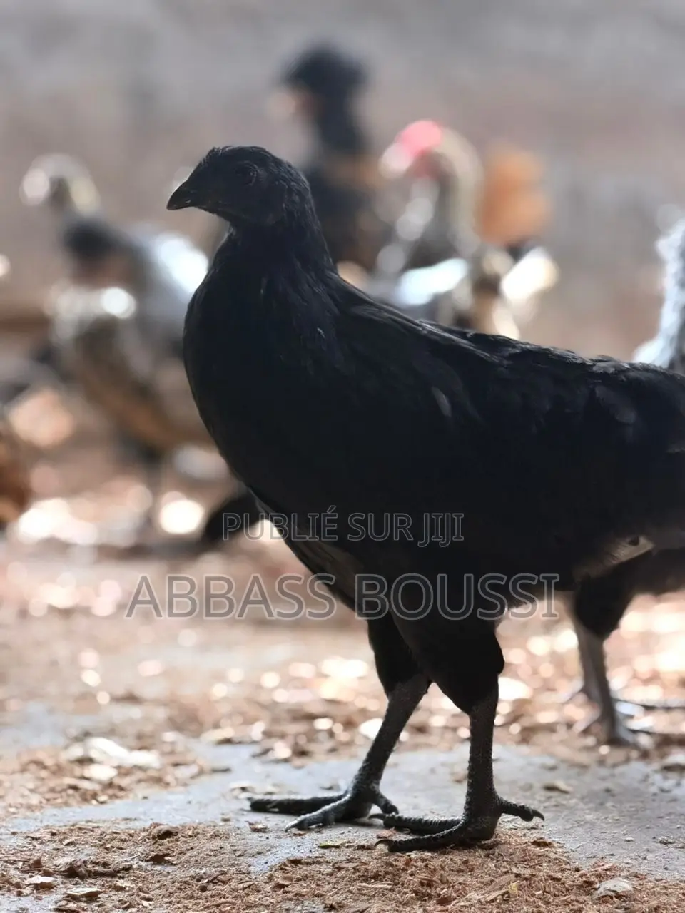 Oiseaux Et Poulet Et Pigeon