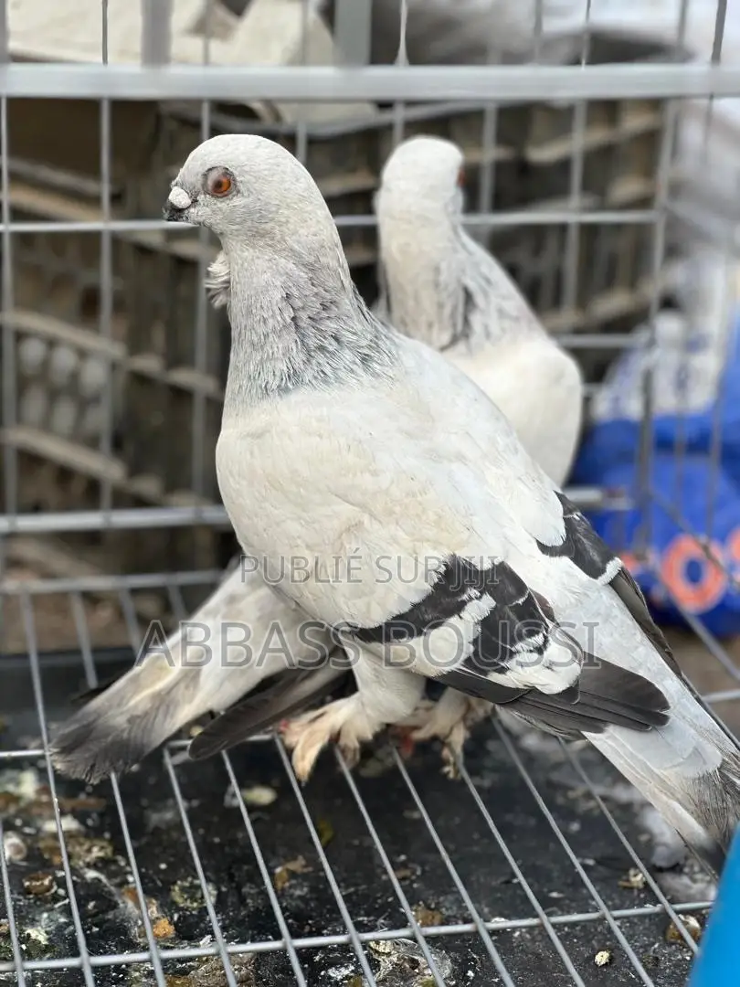 Oiseaux Et Poulet Et Pigeon