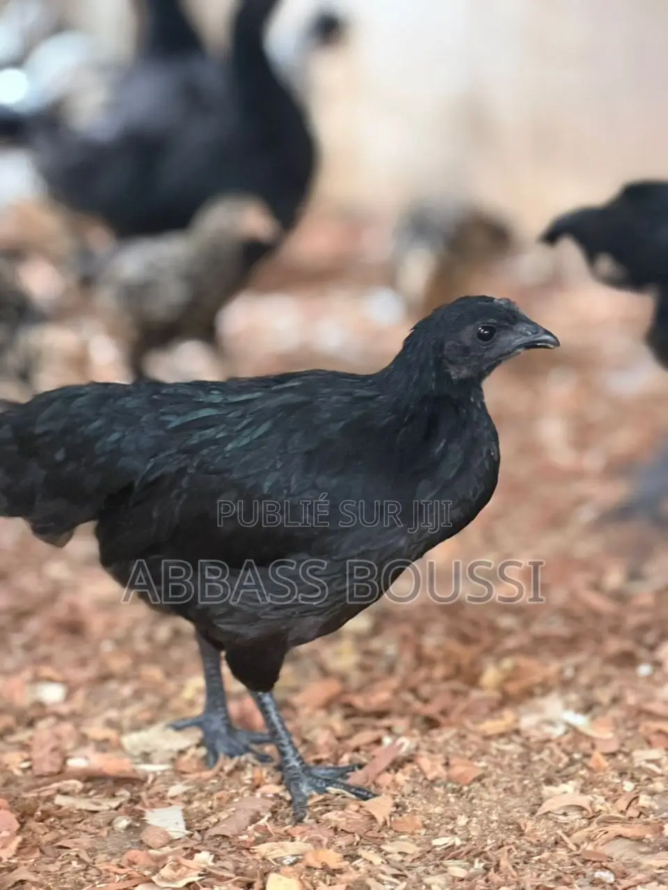 Oiseaux Et Poulet Et Pigeon