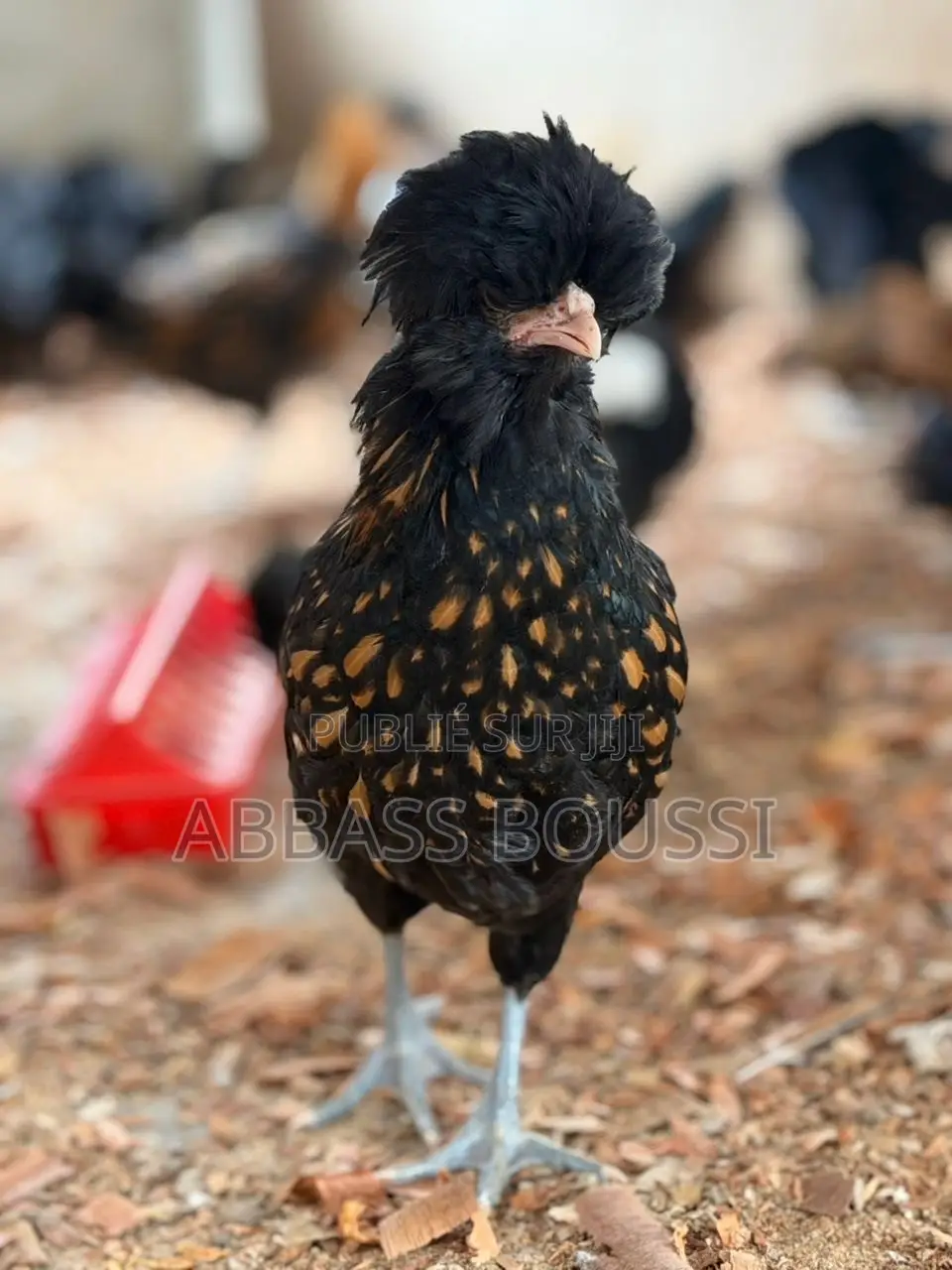 Oiseaux Et Poulet Et Pigeon