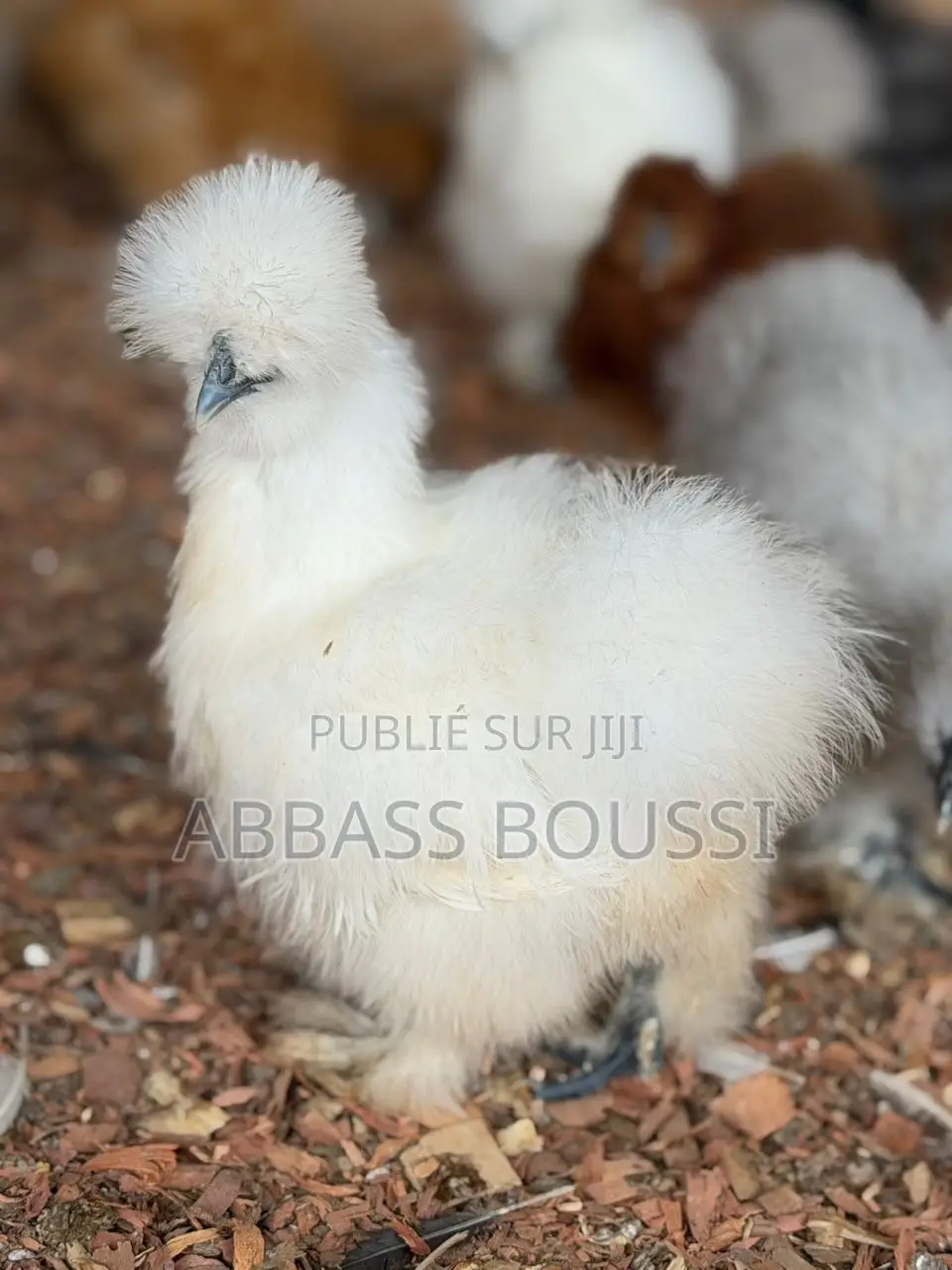 Oiseaux Et Poulet Et Pigeon