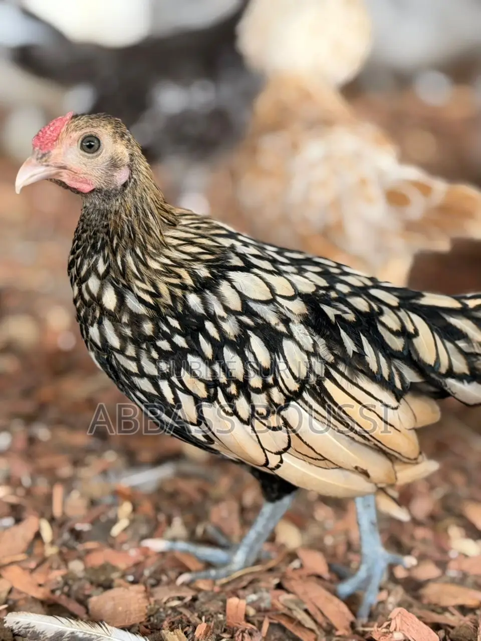 Oiseaux Et Poulet Et Pigeon