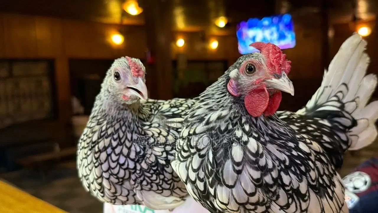 Oiseaux Et Poulet Et Pigeon