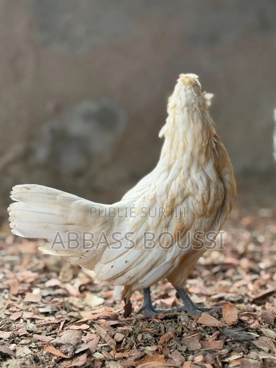 Oiseaux Et Poulet Et Pigeon