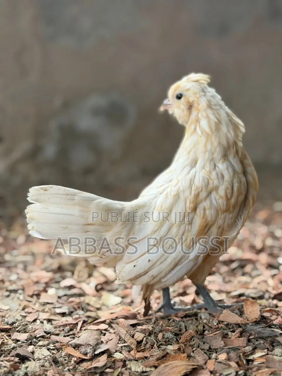 Oiseaux Et Poulet Et Pigeon