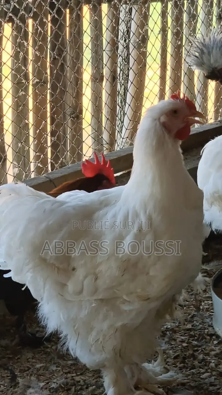 Oiseaux Et Poulet Et Pigeon