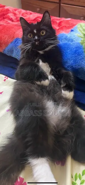 6 à 12 mois Homme Race mixte Turkish Angora